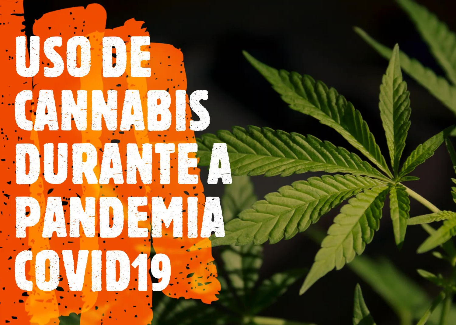 Uso de cannabis durante a pandemia de COVID-19: resultados de um estudo longitudinal com utilizadores de cannabis